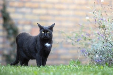 ファイナルバーライン 攻略: なぜ猫は時々哲学者になるのか？