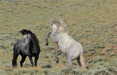 Haunted Horses: A Supernatural Showdown With Unforgettable Fights!